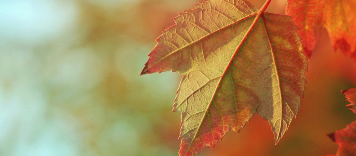 aaron-burden-tYm4_ggmevU-unsplash
